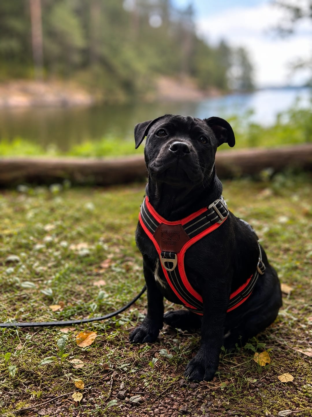 Customer photo review of Staffordshire Bull Terrier 1935® Harness & Leash Set - Ronnie Edition - Black & Neon Orange