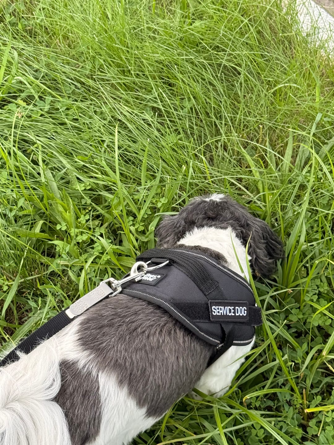 Customer photo review of Personalized Dog Harness