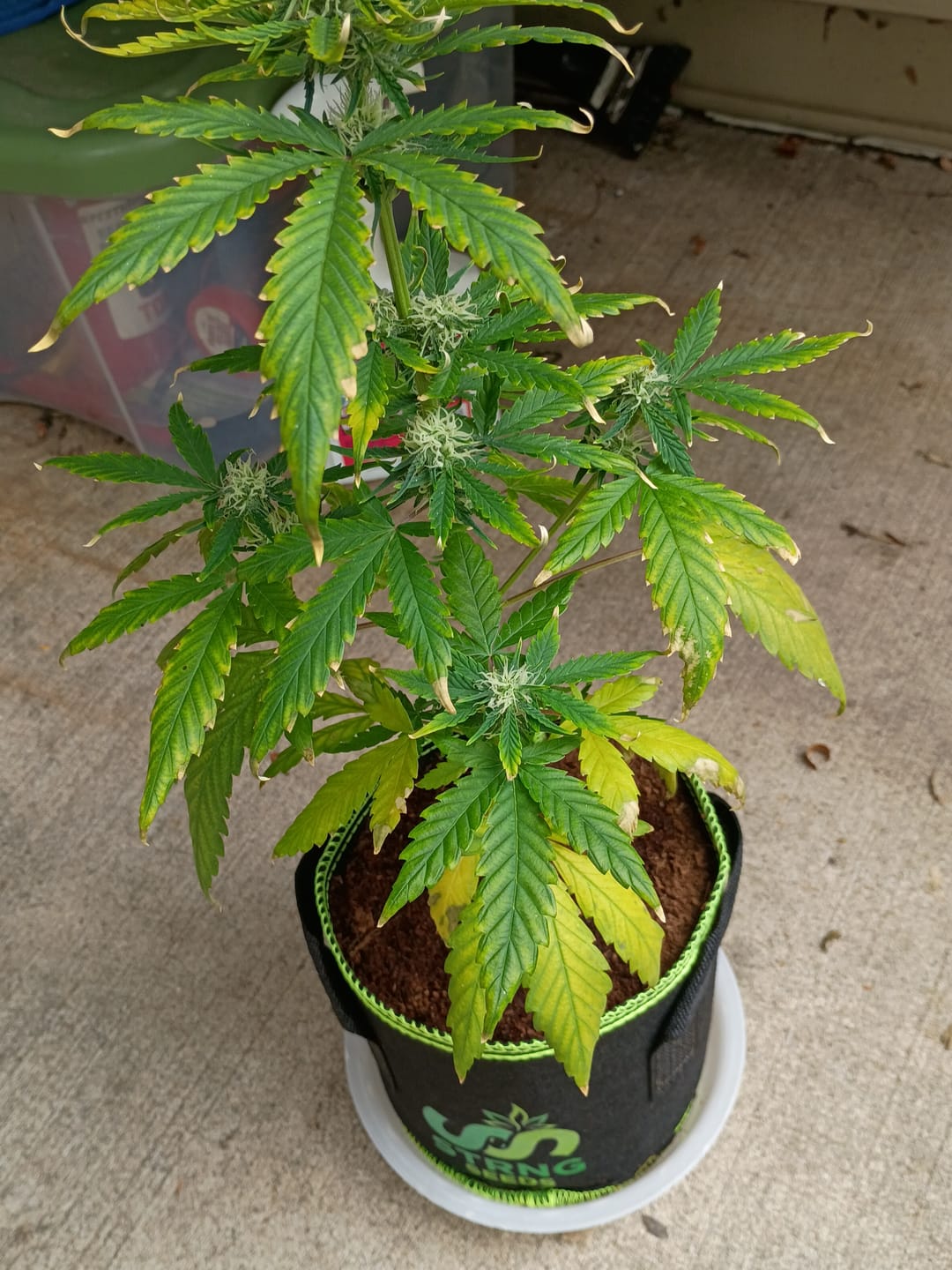 Customer photo review of Bloom Juice Award-Winning Formula
