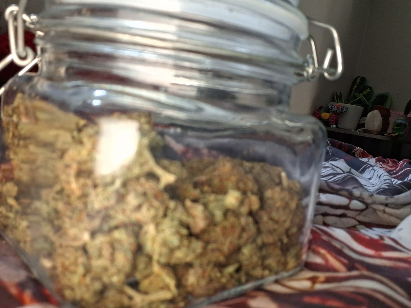 Customer photo review of Purple Octane - Bulk - Indica