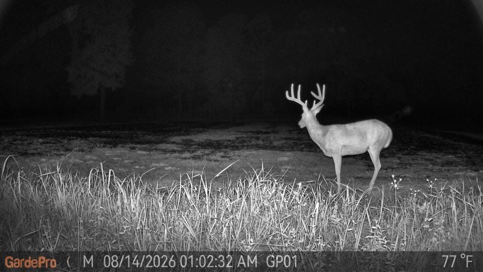 Customer photo review of GardePro Link 1.0 3000ft(1km) Long-Range Wireless Trail Camera