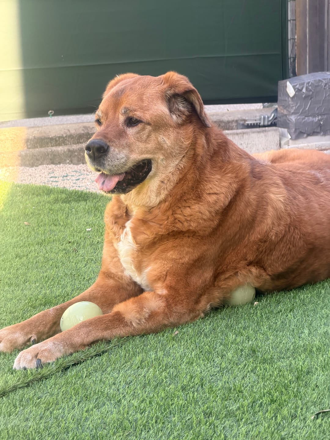 Customer photo review of LEGART MAXI 60 cpr – Integratore Articolare Per Cani Medio/Grandi