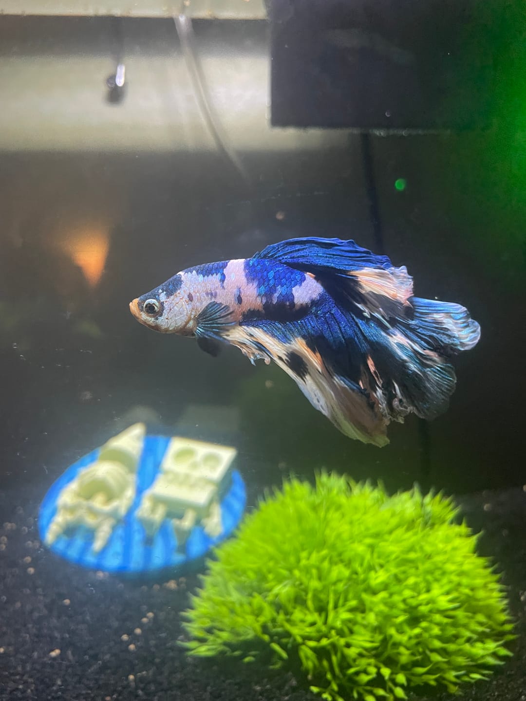 Customer photo review of Blue Marble Dot Halfmoon Male Betta Fish | Grower Pick