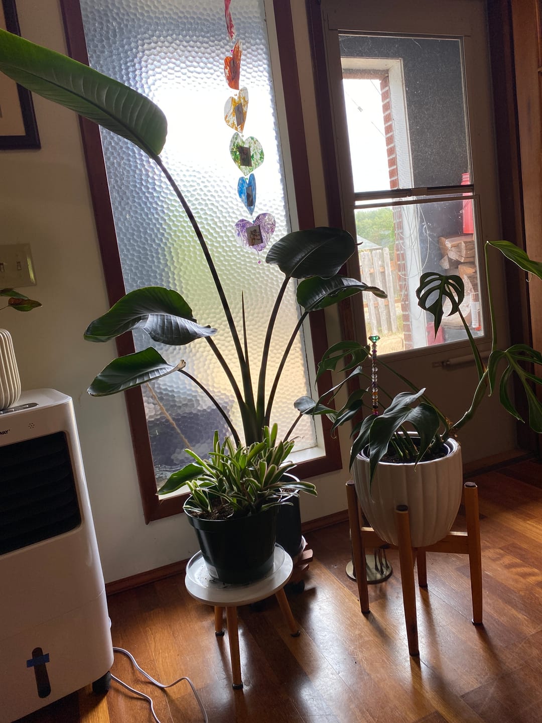 Customer photo review of Soil Refresh