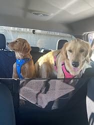 Customer photo review of DOG CAR SEAT COVER