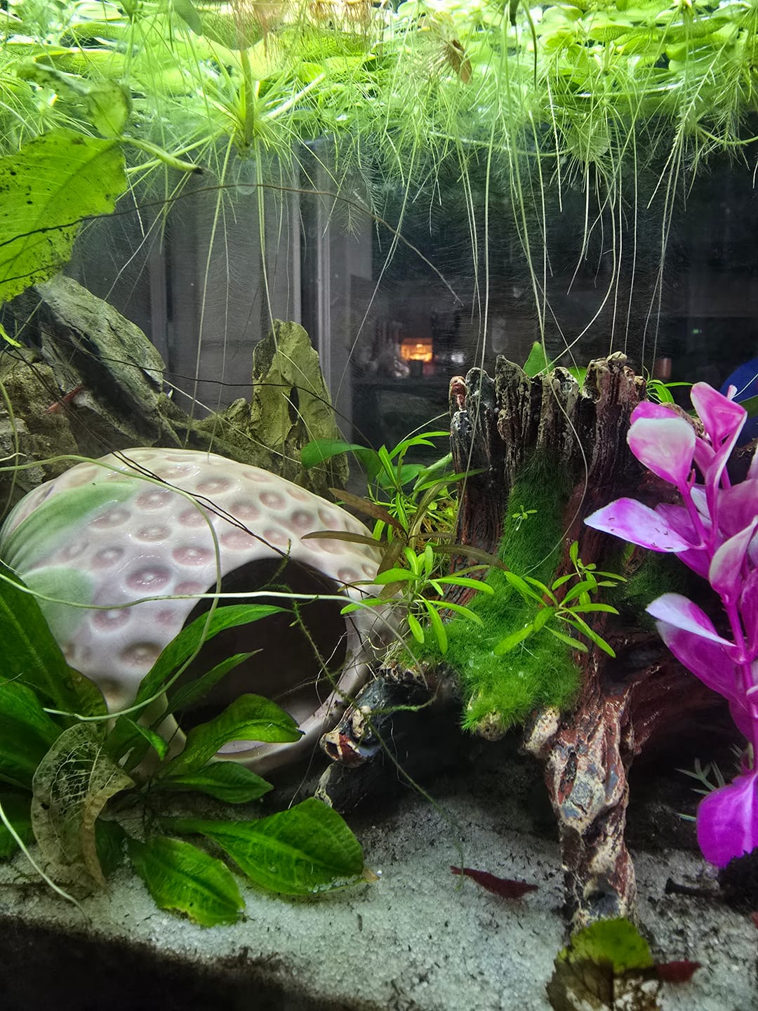 Customer photo review of Fire Red Cherry Shrimp