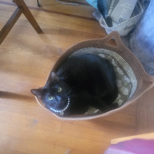 Customer's black cat wearing a pearl collar, resting inside the brown, cat-eared Instinct Basket.