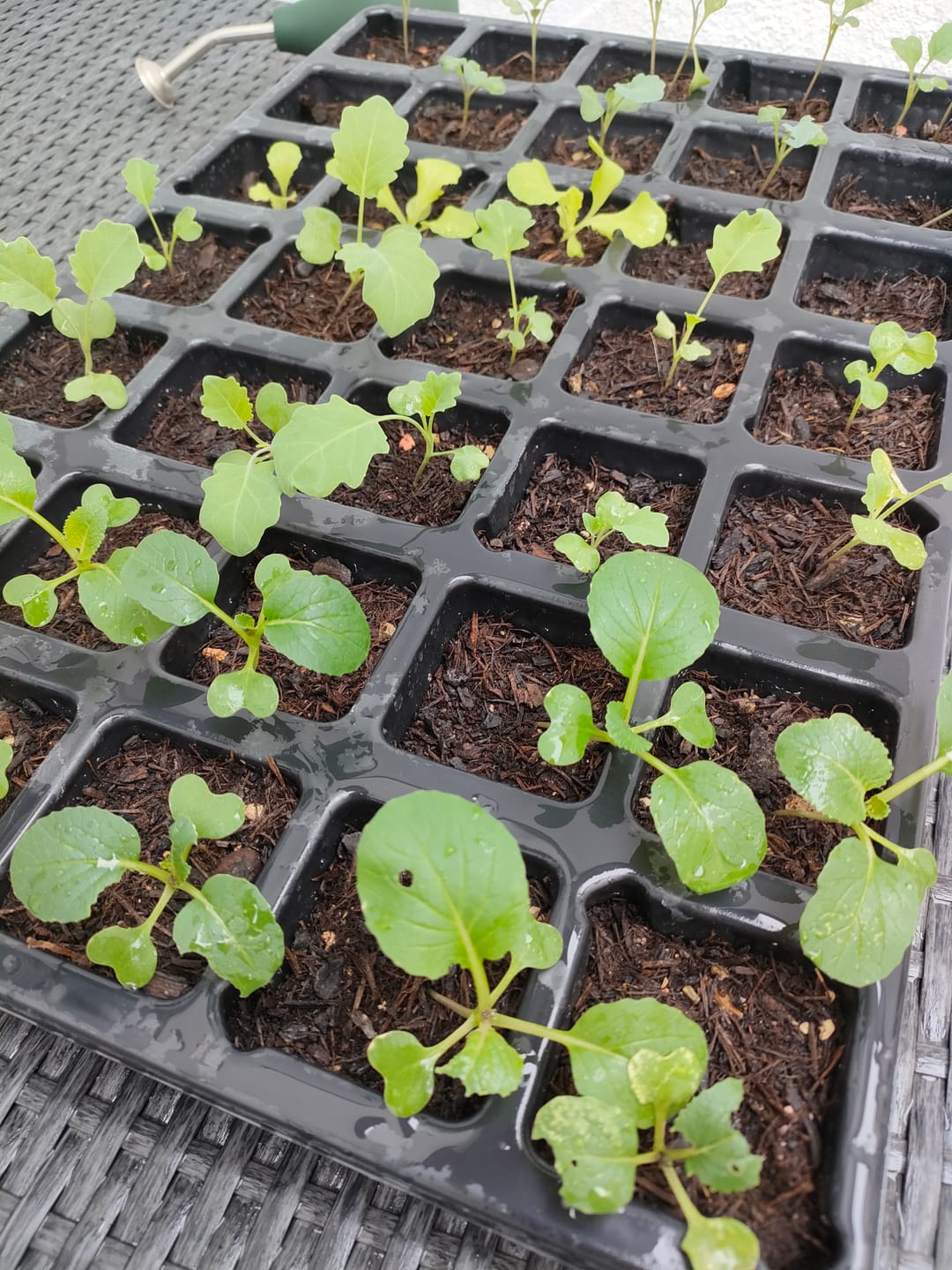 Customer photo review of QuickPot Anzuchtplatten