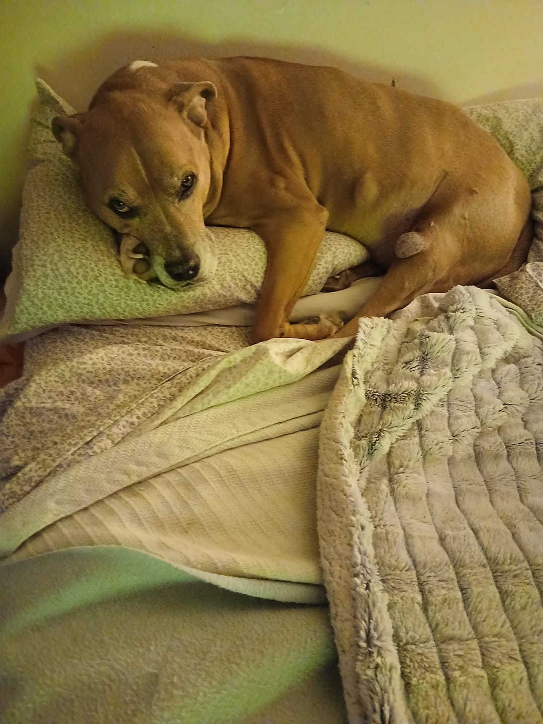 Customer photo review of K9 Immune™