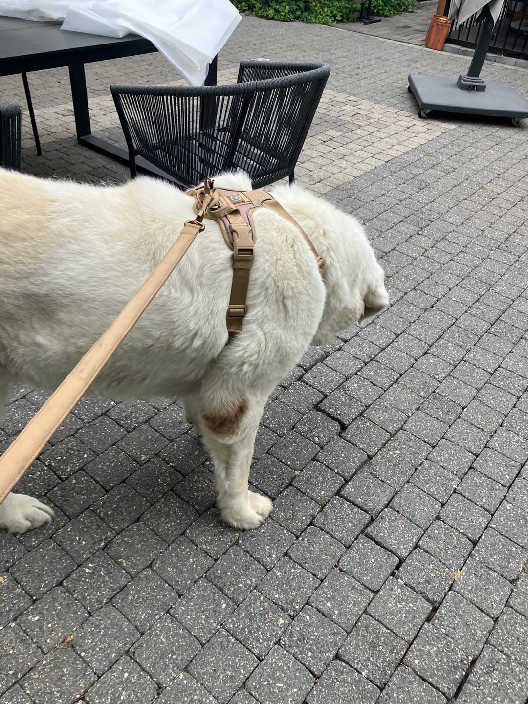 Customer photo review of 1.4m Lighter Swivel Combat Leash | Anti-Tangle & Secure Clip - Tan x Tan