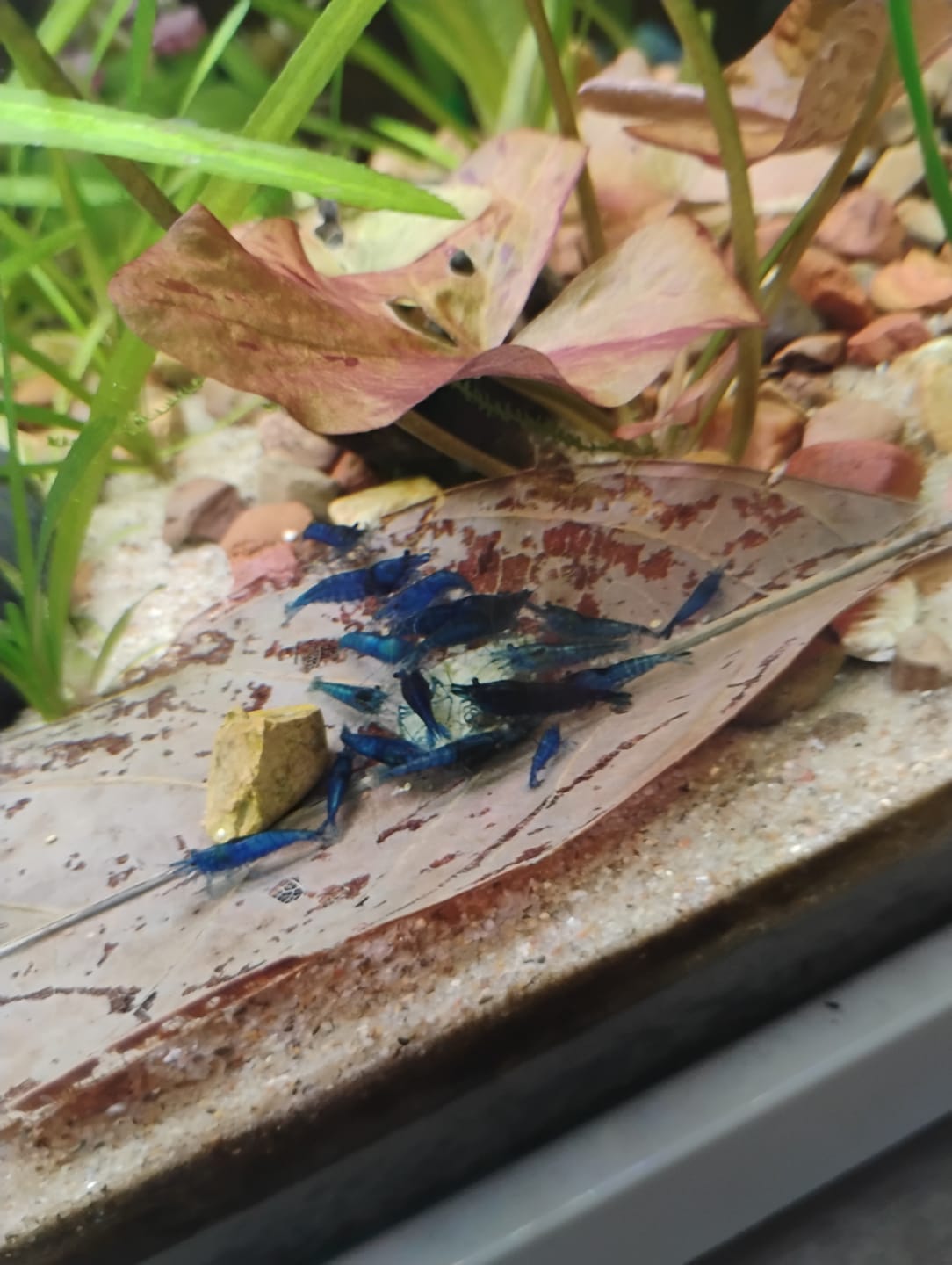 Customer photo review of Blue Dream Shrimp