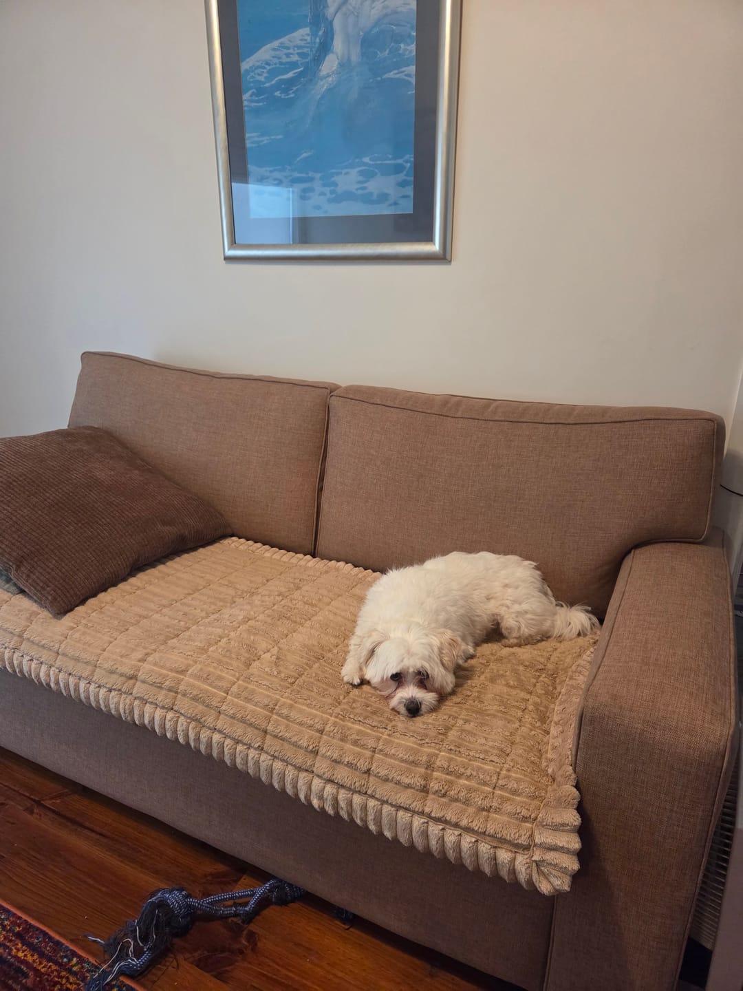 Customer photo review of CouchCloud - Couch Covers