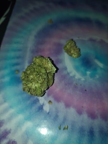 Jungle Gelato - 28 Gramm - Indica photo review
