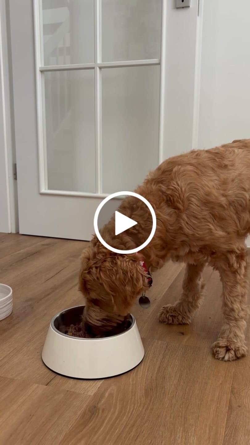 Customer video review of Frischfutter für Energiebedarf von 424 kCal/Tag