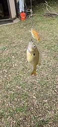 Customer photo review of Swimmax Fishing Lures | Six-Segmented | BKK Hook | Rattling Gurgling | Heavy-Duty Dyneema Fiber | For Bass & Trout & Walleye & Crappie