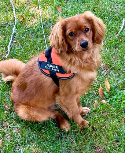 Customer's dog wearing an orange Front D-Ring Attachment harness with a name tag in a grassy yard
