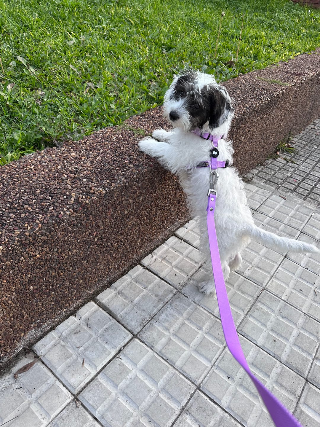 Customer photo review of Arnes H Antitirones Pets Club Confort