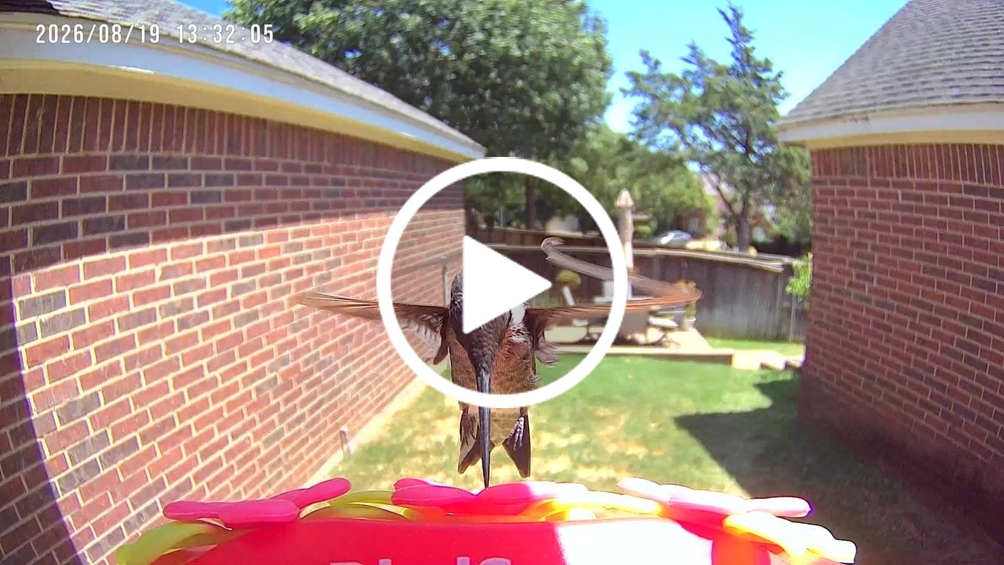 Customer video review of Smart Solar Hummingbird Feeder with HD Camera