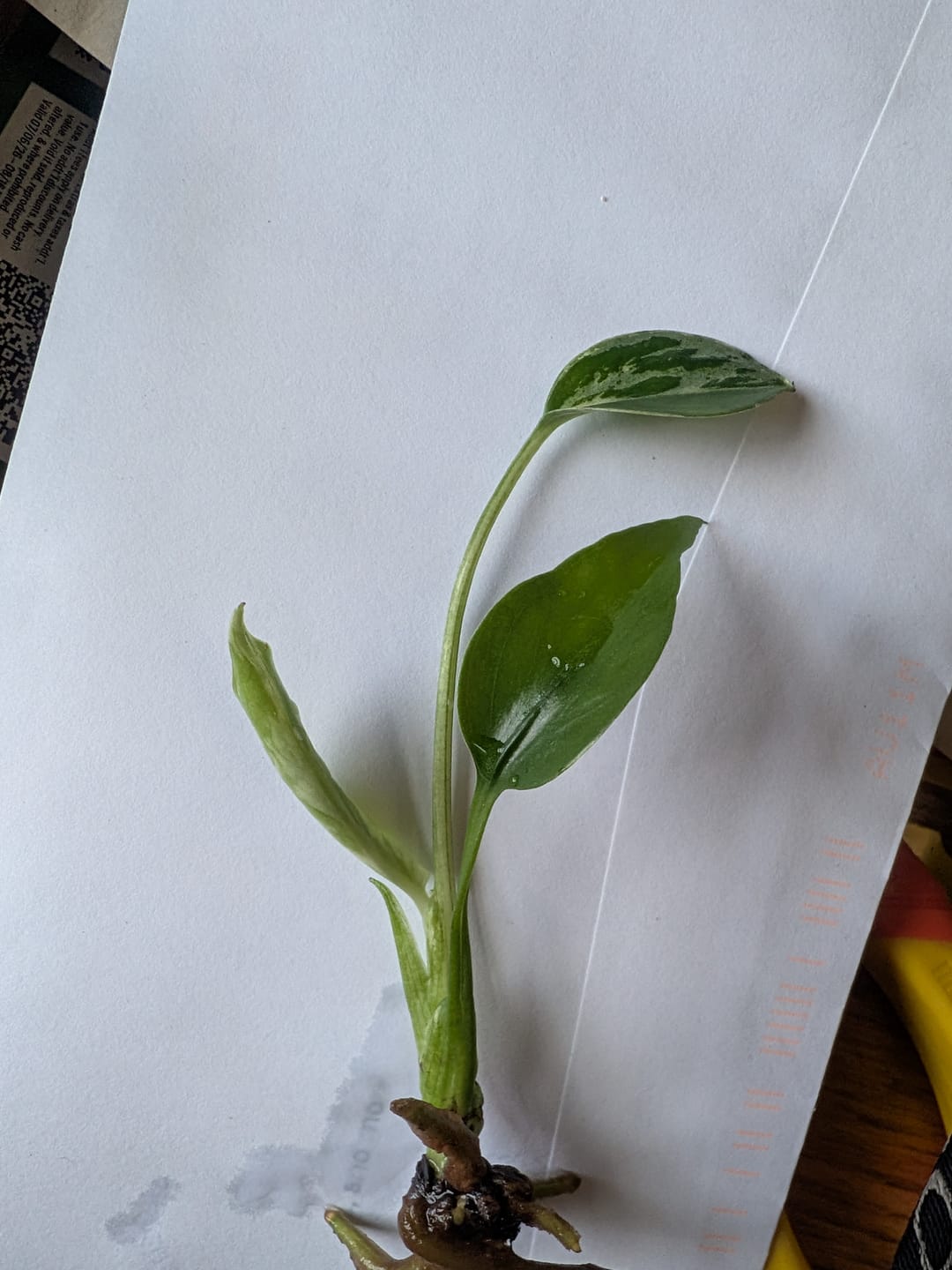 Customer photo review of Monstera Bulbasaur