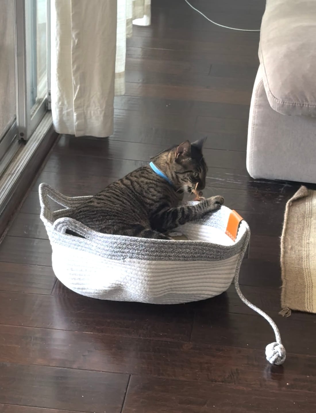Customer photo review of Instinct Play Stick | Wild-Harvested & Chemical-Free Dental Cat Entertainment (1+1 FREE)