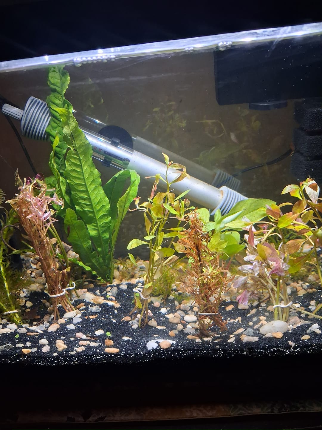 Customer photo review of Fire Red Cherry Shrimp