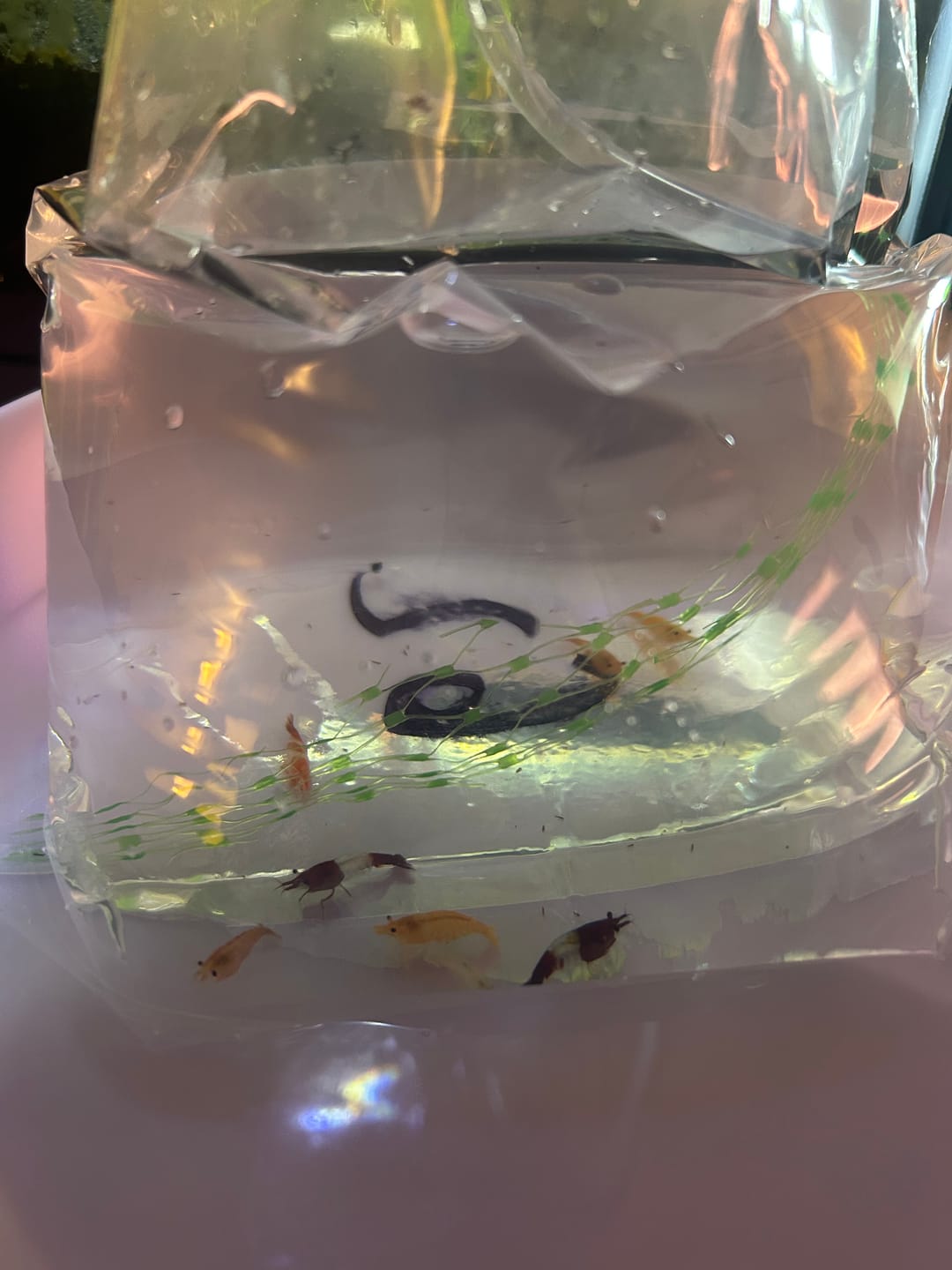 Customer photo review of Orange Rili Shrimp