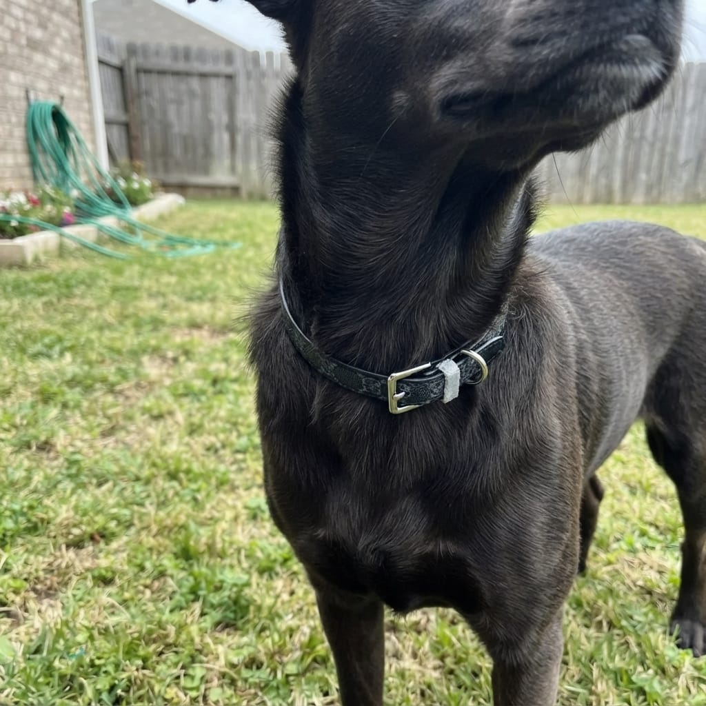 Customer photo review of Regal Paws Collar