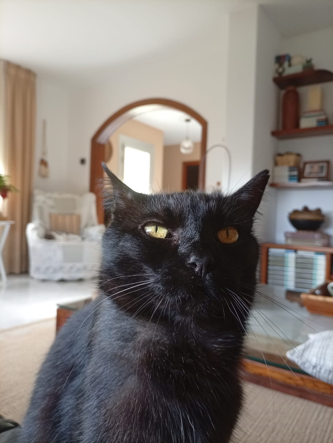 Customer photo review of Grain Free Cat Adult