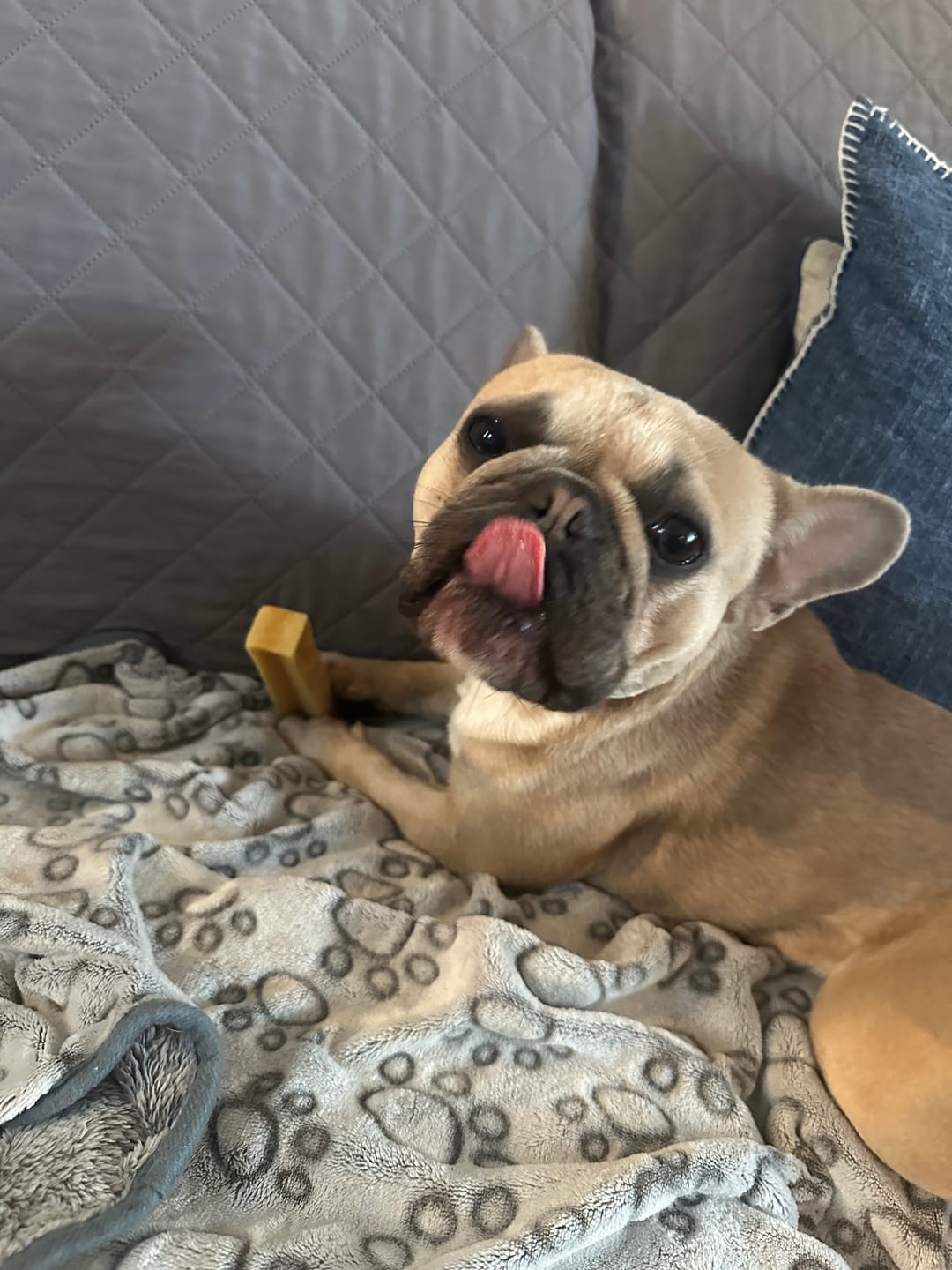 Customer photo review of Himalayan Yak Chew (MEDIUM)