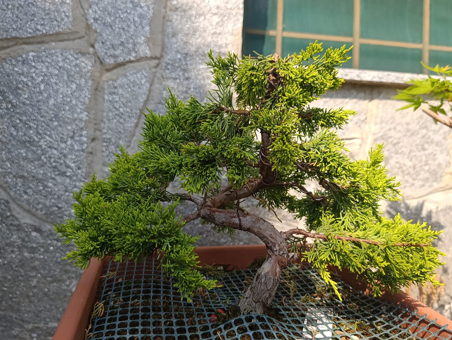 Customer photo review of MICROTEK CONCIME A BASE DI MICROELEMENTI E FERRO CHELATO BONSAI CB®