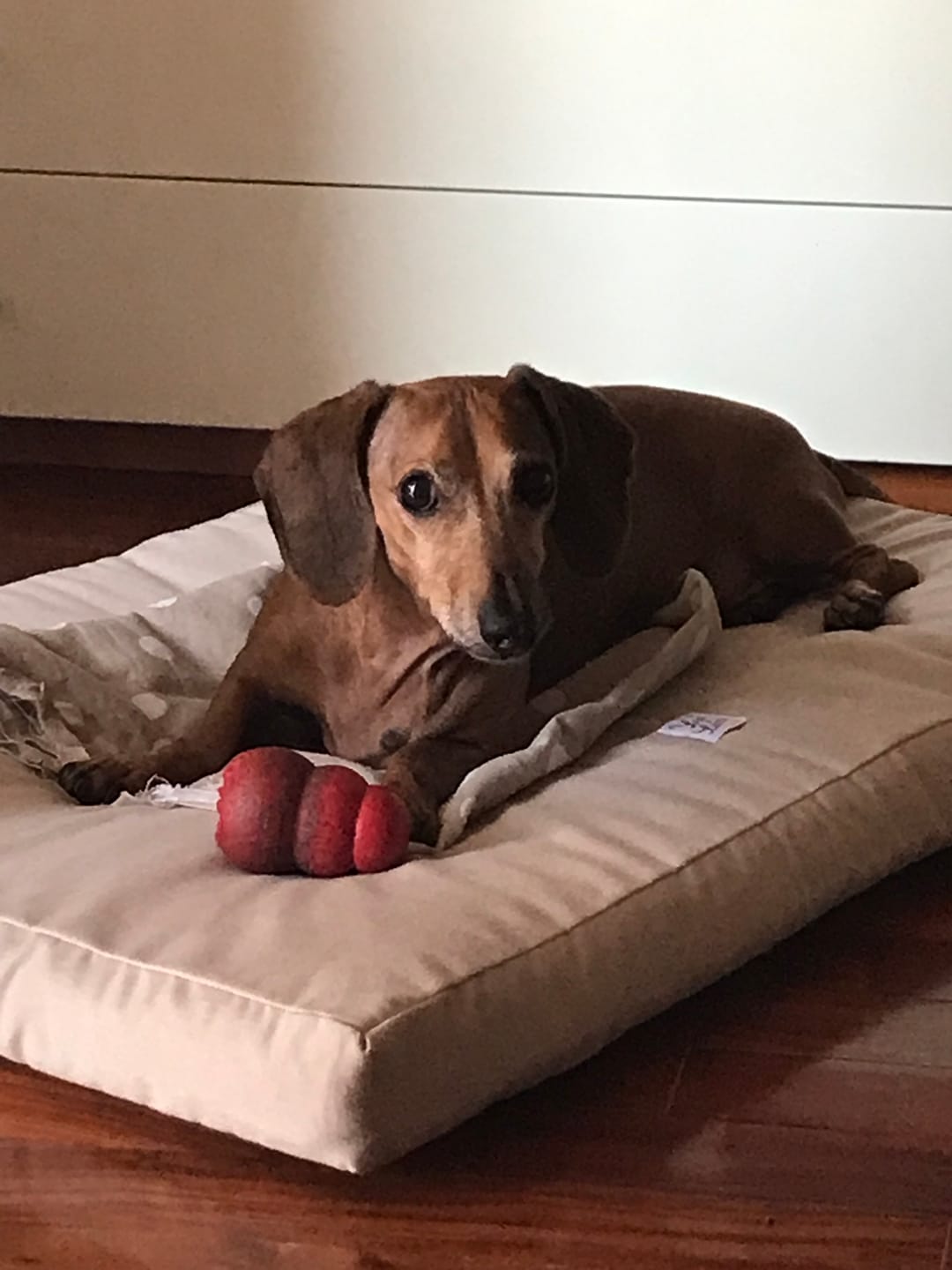 Customer photo review of Materassino Sfoderabile Cotone Unito Siena Beige