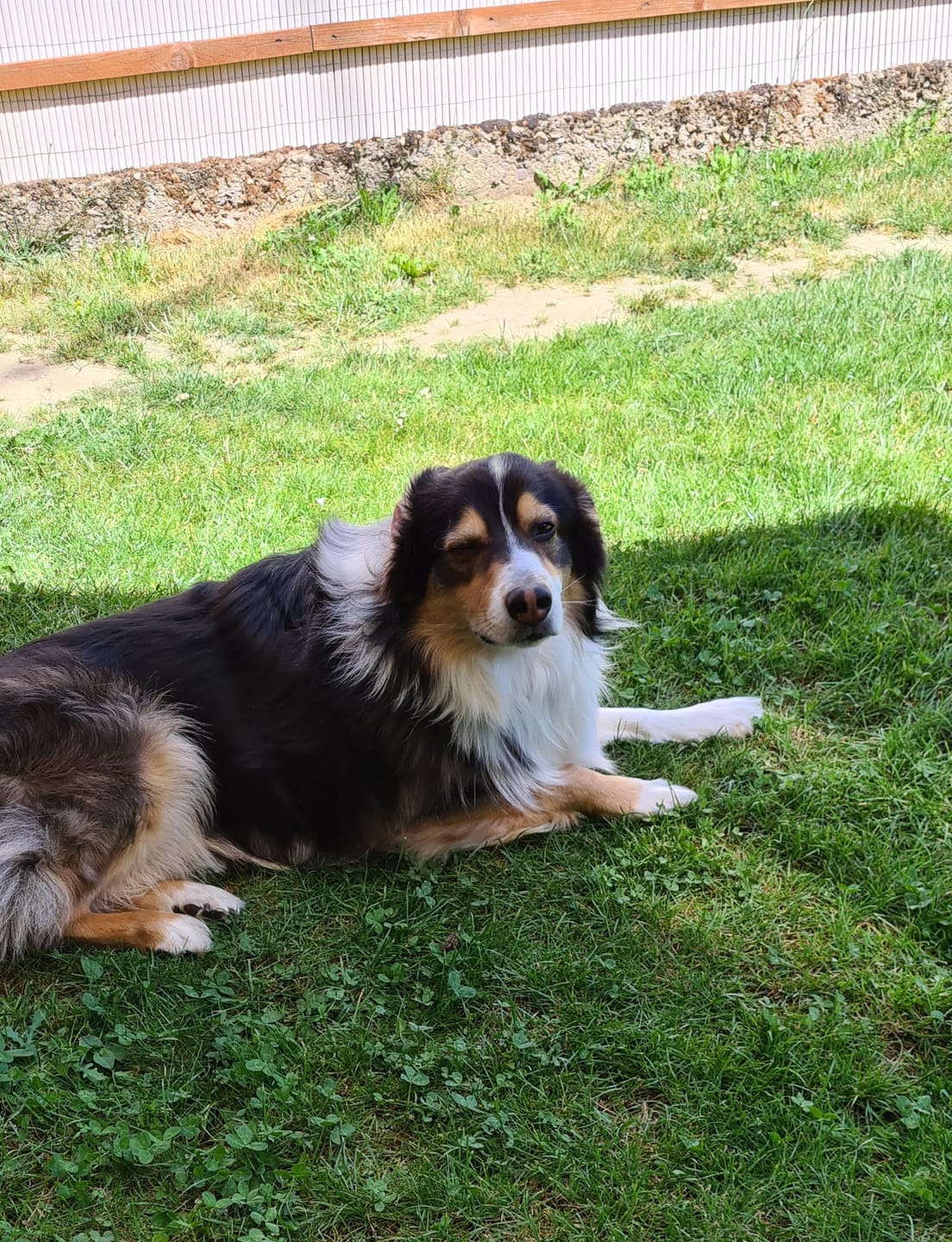 Customer photo review of Allergietest Basic Hund