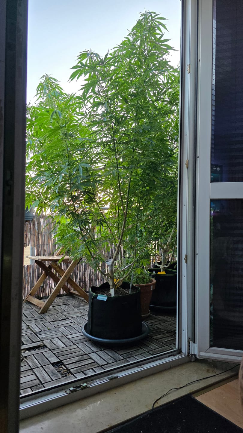 Customer photo review of Premium Pulverdünger | VBX + SHINE für Erde & Hydro