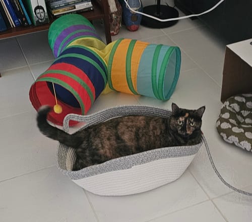 Customer's tortoiseshell cat resting inside a gray, coiled rope Instinct Basket on a tiled floor.