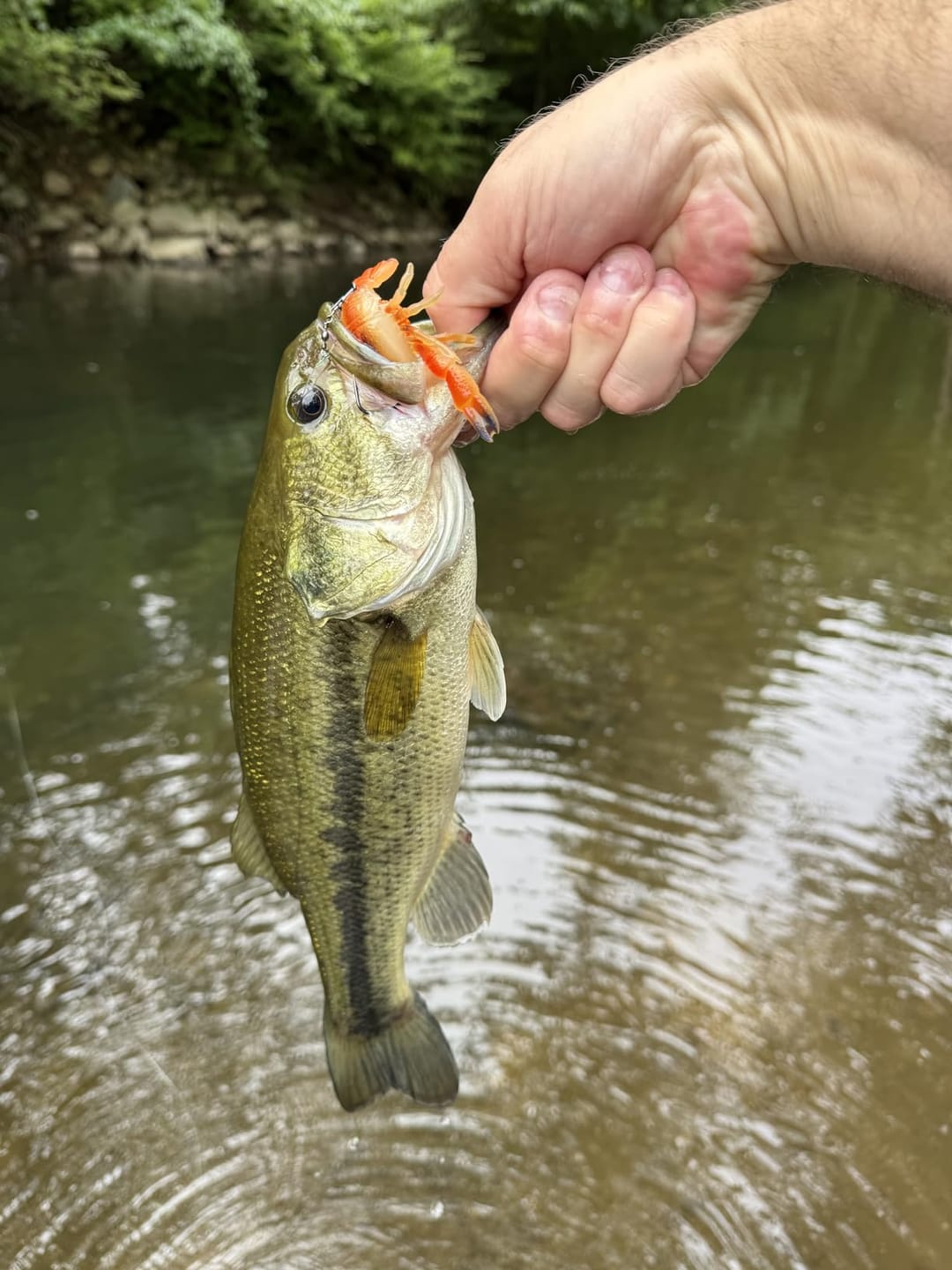 Customer photo review of Duramax Dark Color Pre-Rigged Soft Swimbaits with BKK Hooks for Bass Fishing