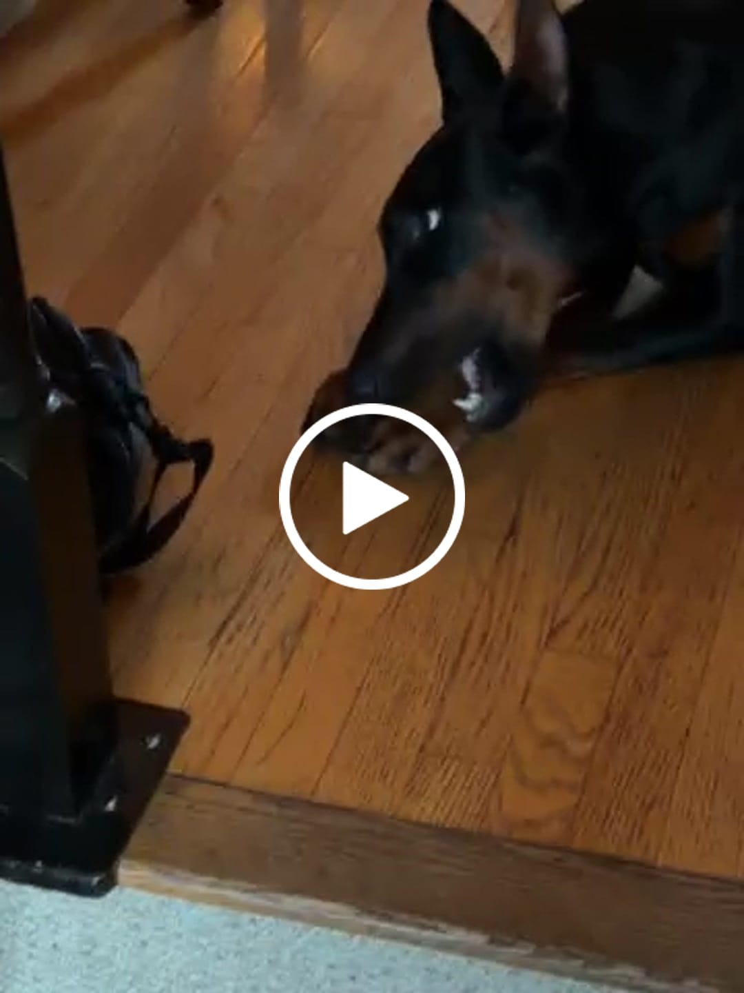 Customer video review of America250 Freedom Pack — 3 All-Natural Flavored Yak Chews | Limited Edition