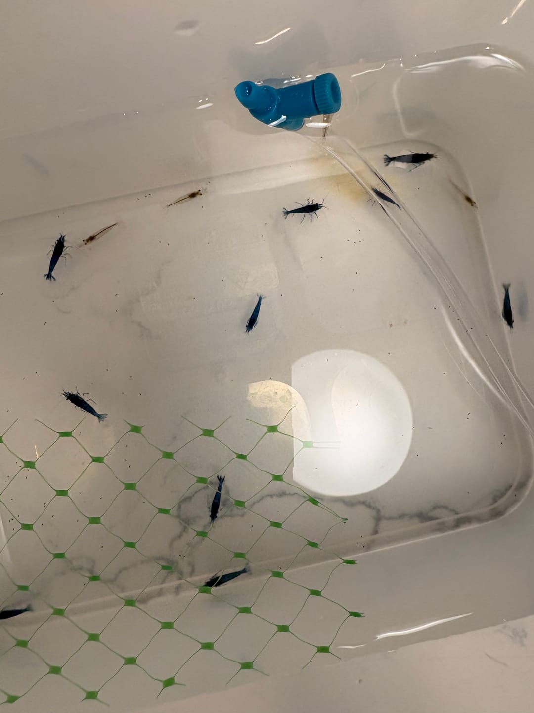 Customer photo review of Amano Shrimp