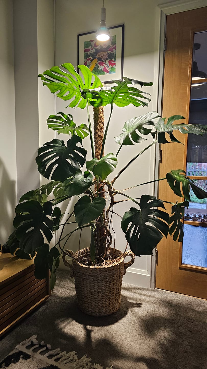 Customer photo review of Pianta Grow Light and Enna Plug-in Ceiling Pendant Bundle