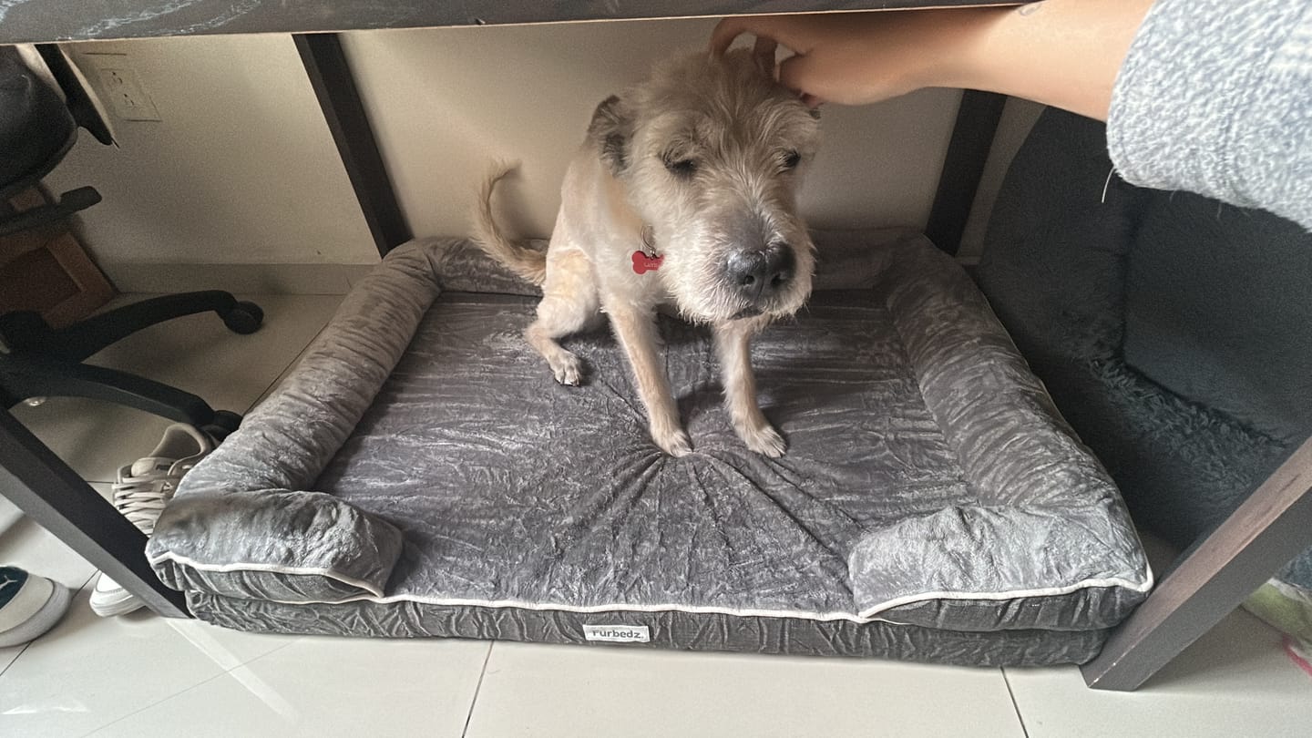 Customer photo review of Cama Ortopédica para Perros