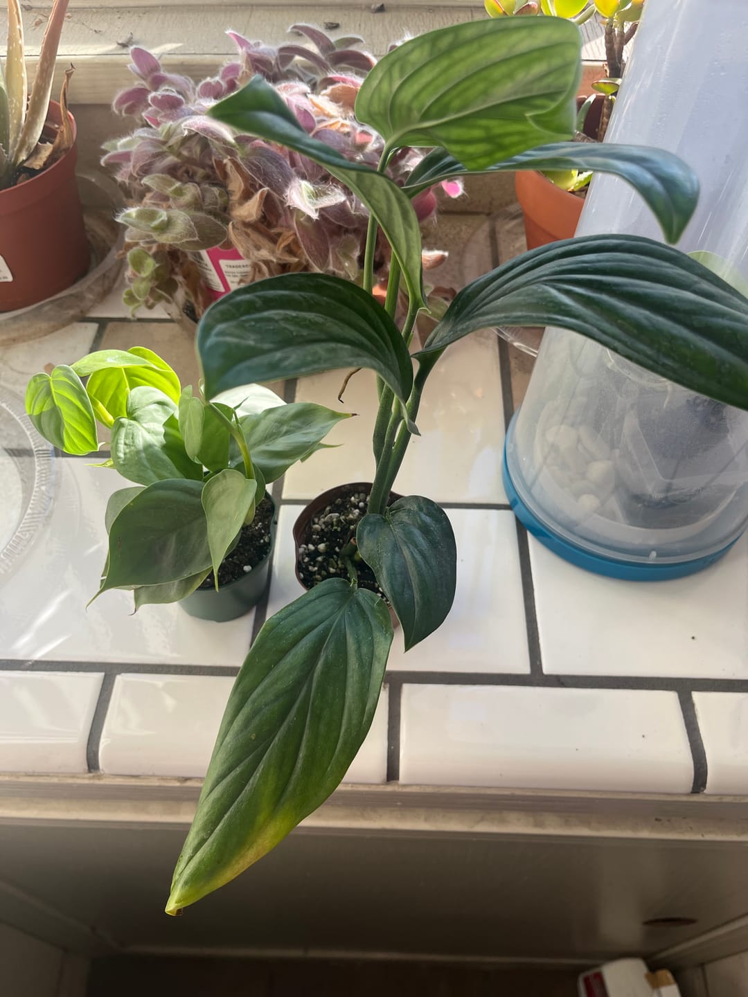 Customer photo review of Monstera aureopinnata