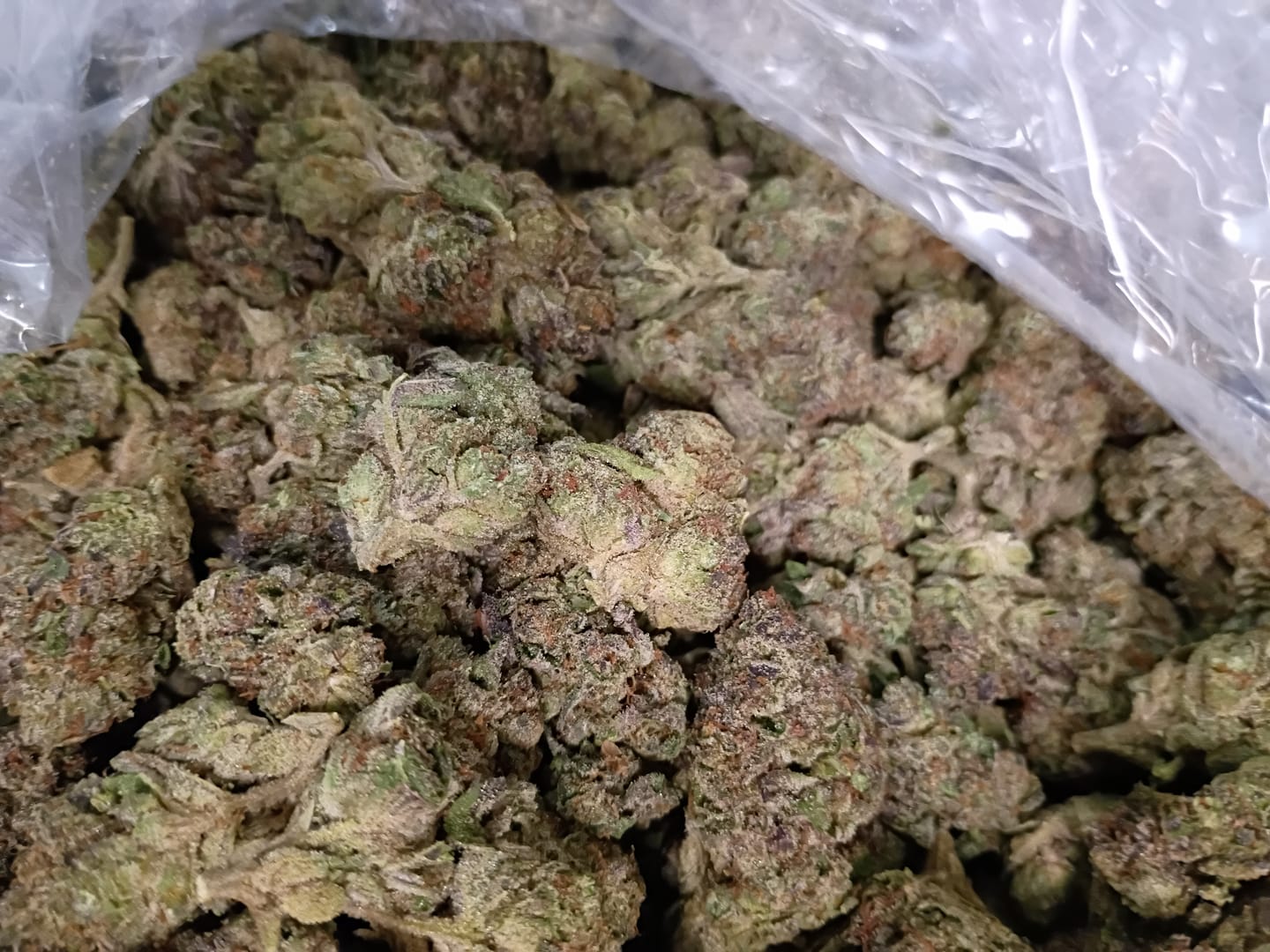 Customer photo review of Biscotti 33 - Bulk - Indica