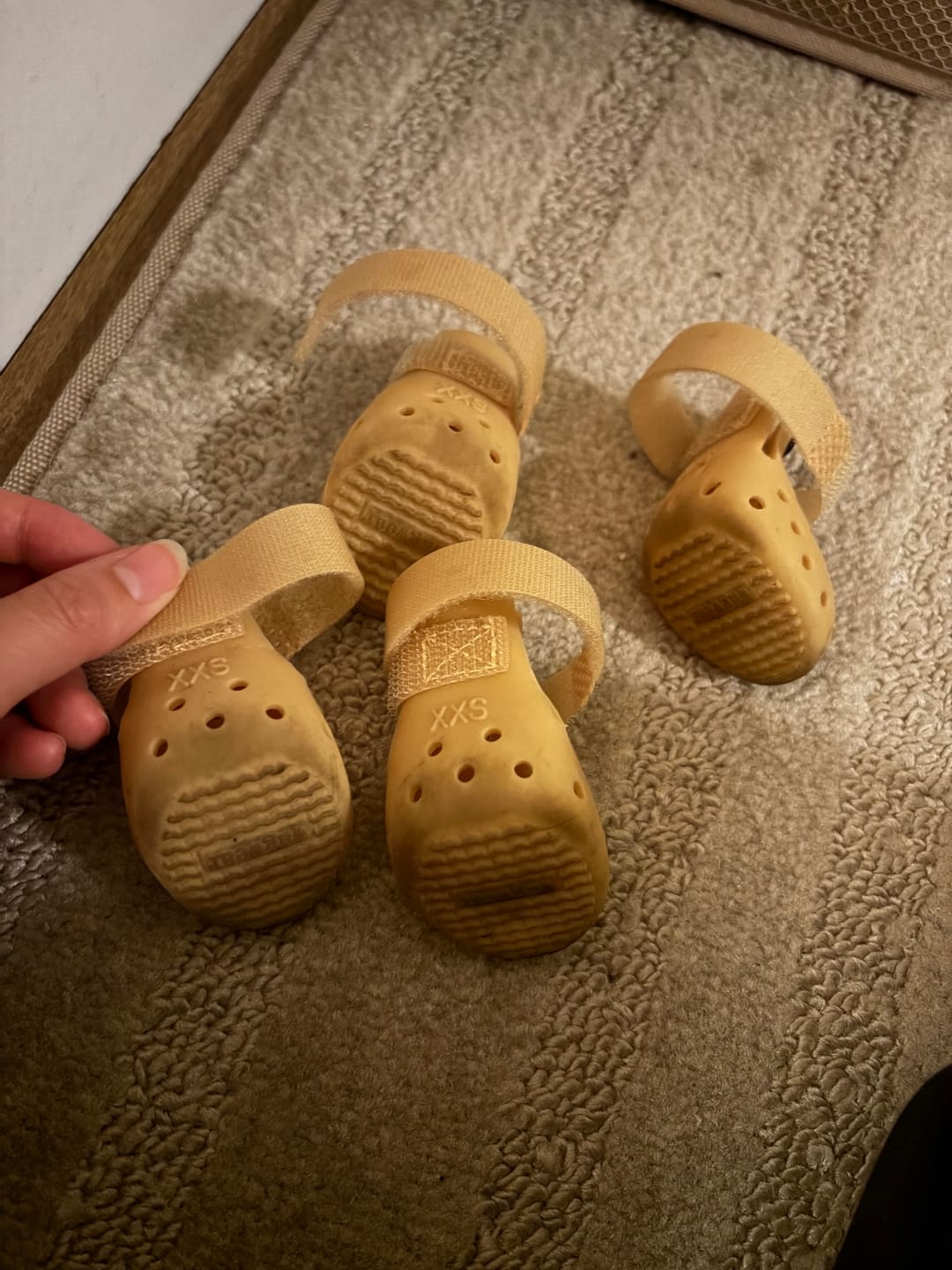 Customer photo review of WagWellies® Mojave