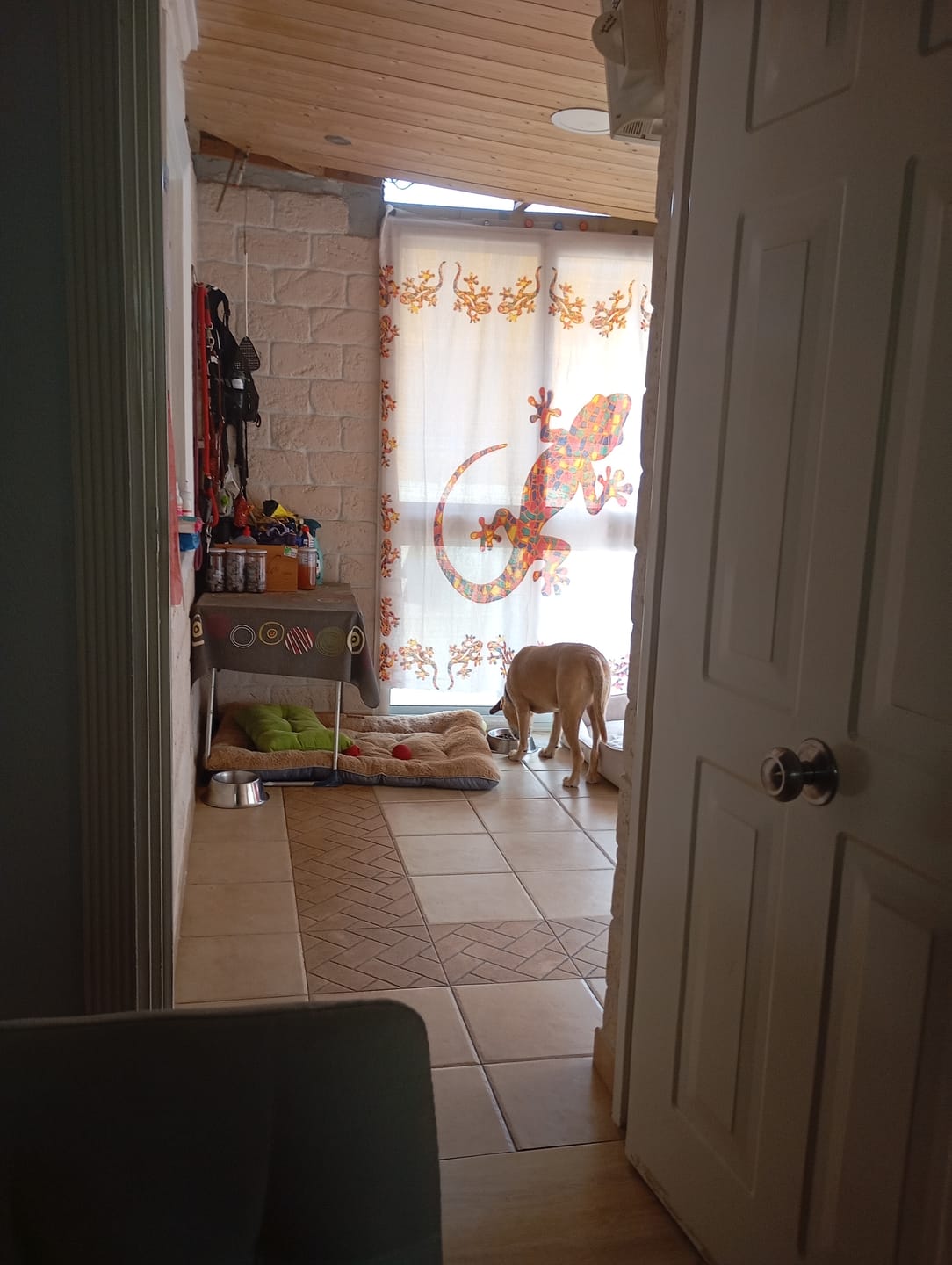 Customer photo review of Grain Free Light & Senior