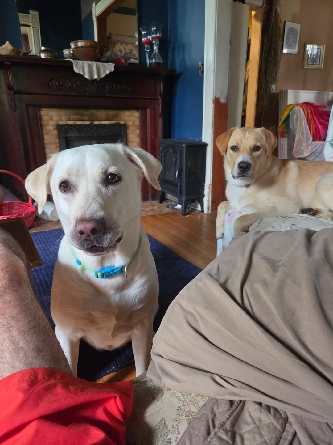 Customer photo review of FurLife™ 12 Months Flea and Tick Free