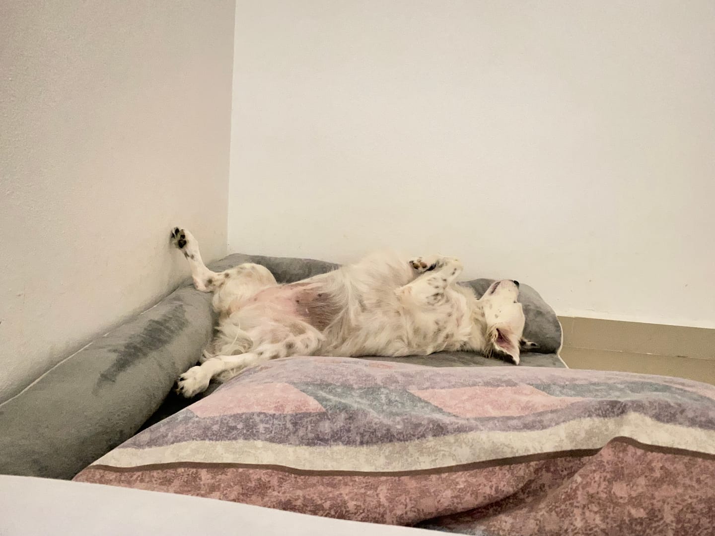Customer photo review of Cama Ortopédica para Perros