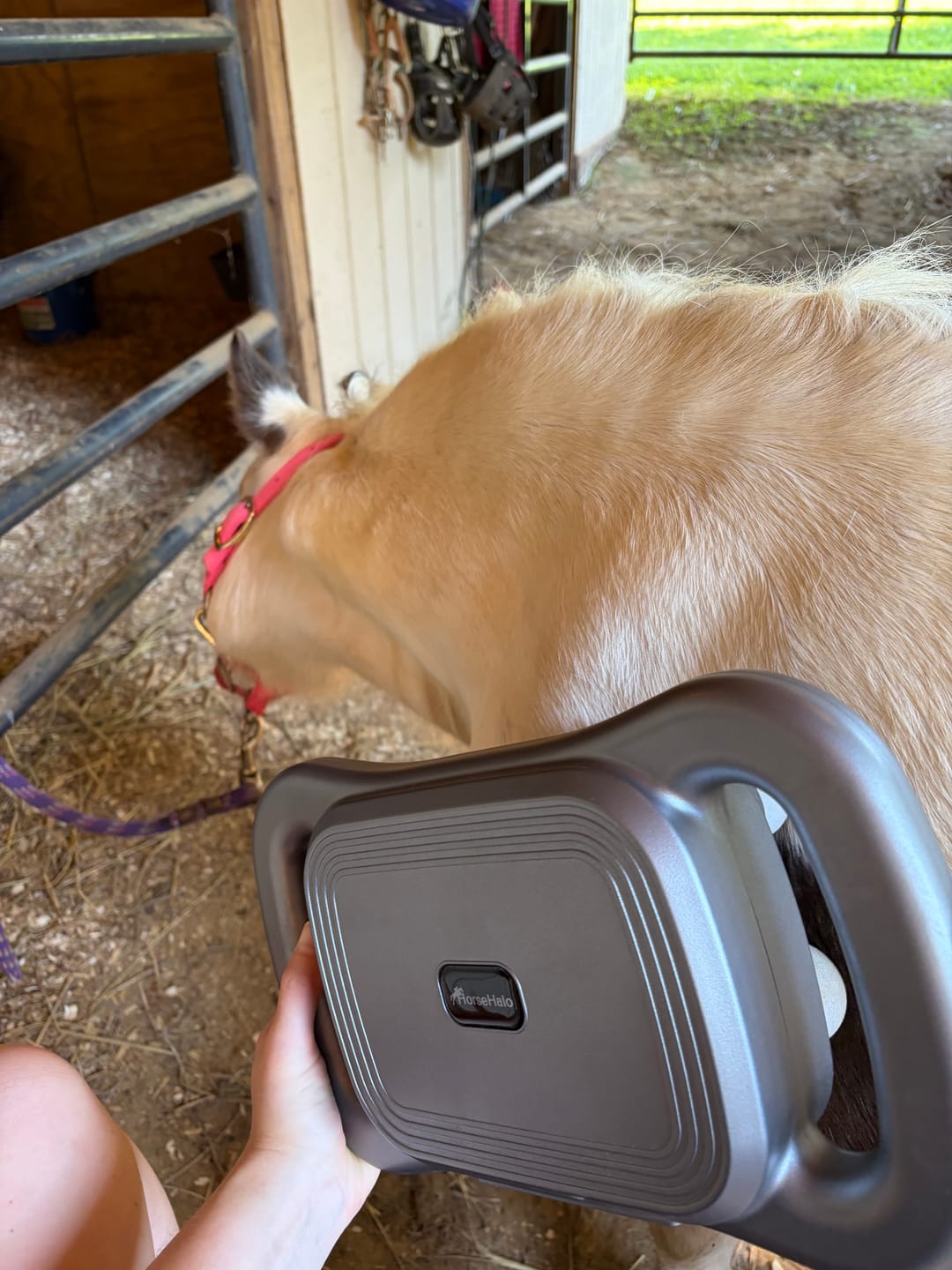 Customer photo review of HorseHalo™ 8 Heads Red Light Massage Gun