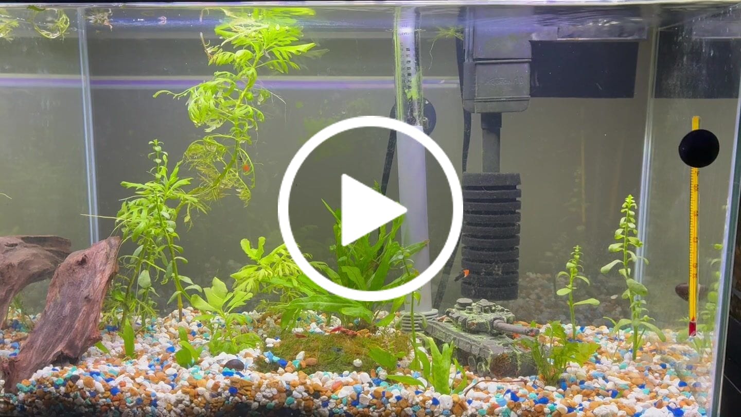 Customer video review of Skittles Shrimp