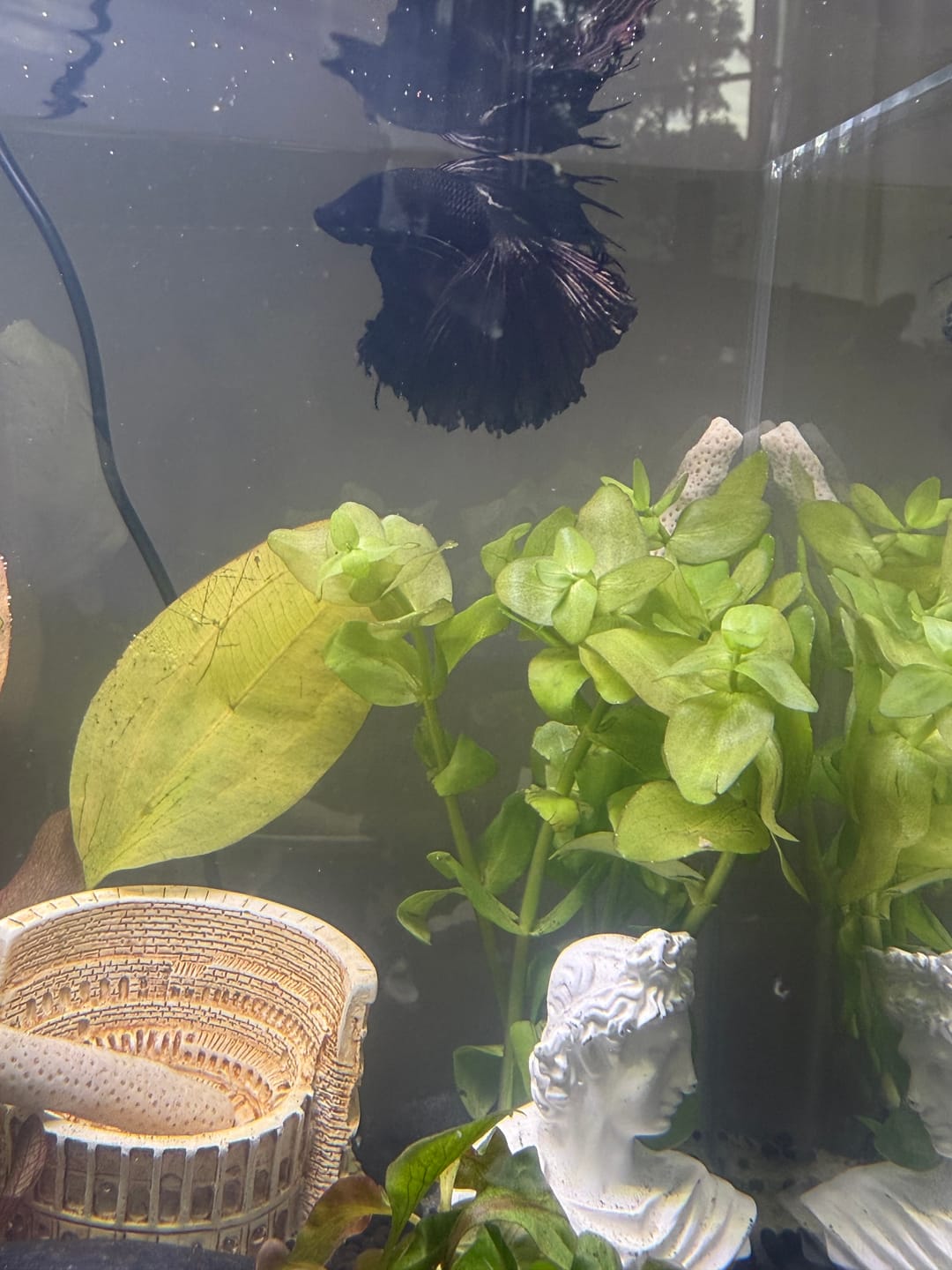 Customer photo review of Plant Package for Halfmoon Betta Fish Tank
