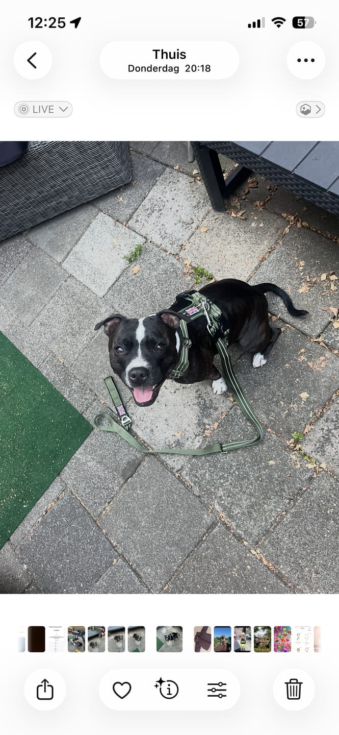 Customer photo review of Staffordshire Bull Terrier 1935® Harness & Leash Set - Green