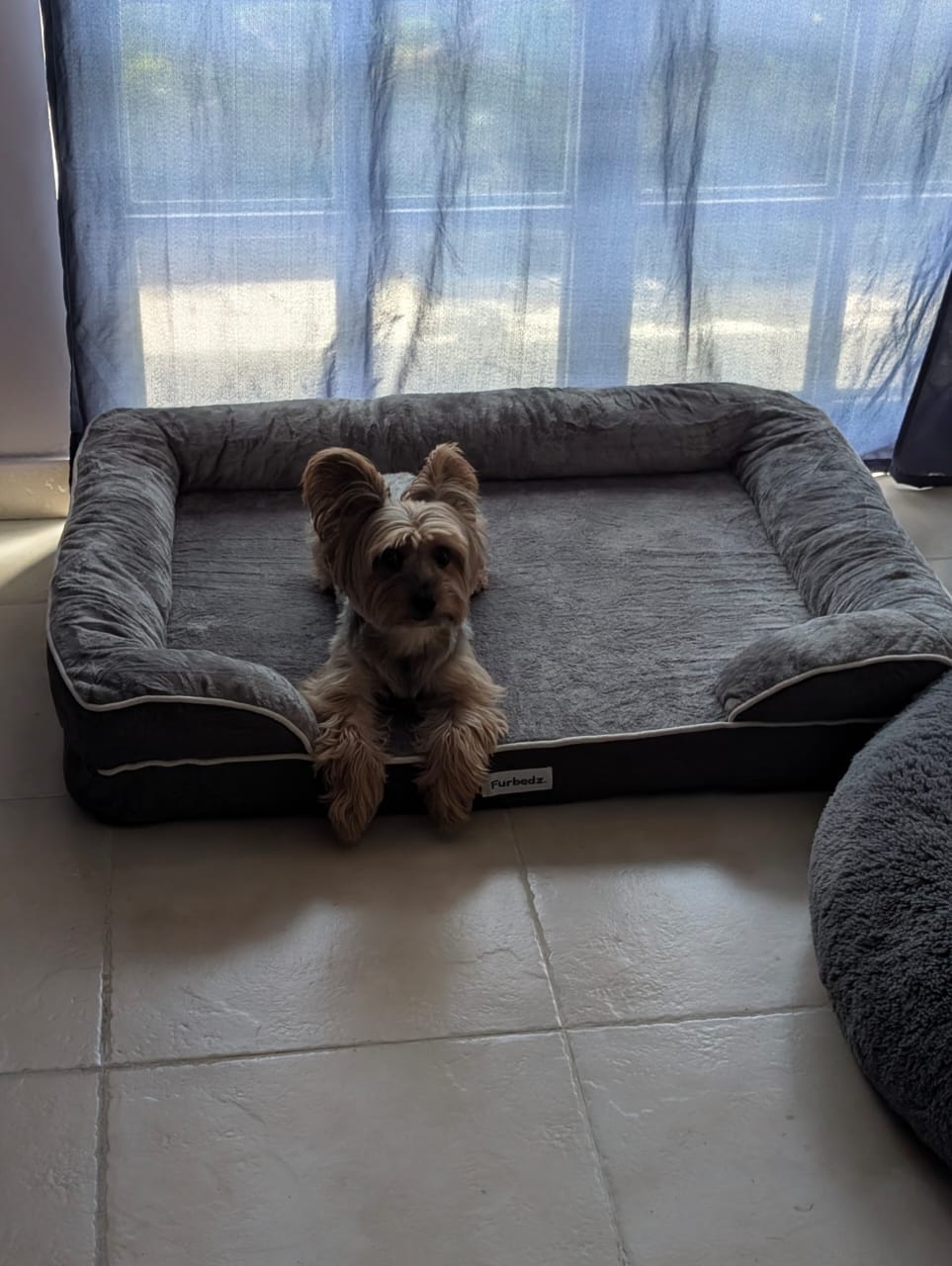 Customer photo review of Cama Ortopédica para Perros